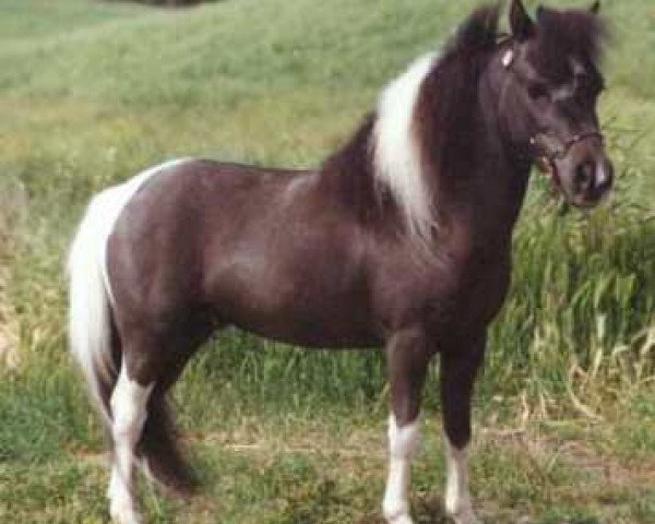 Deckhengst Martins Dealers Choice (American Miniature Horse, 1986, von Bond Dynamo)