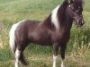 Deckhengst Martins Dealers Choice (American Miniature Horse, 1986, von Bond Dynamo)