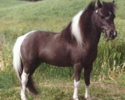 stallion Martins Dealers Choice (American Miniature Horse, 1986, from Bond Dynamo)