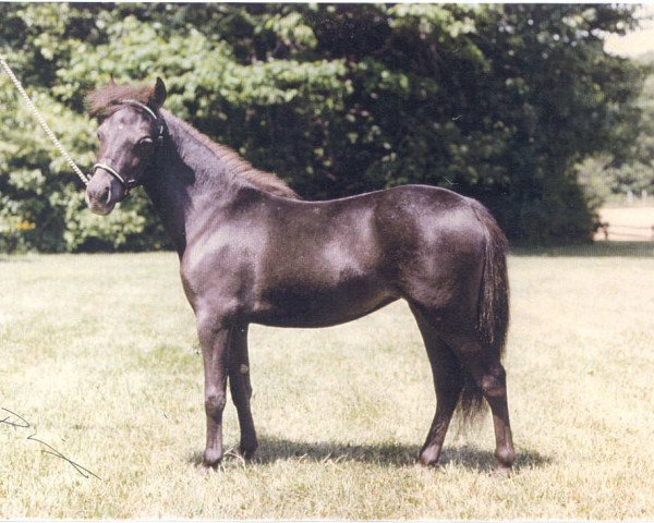 Zuchtstute Fallen Ash Farms National Velvet (American Miniature Horse, 1983)