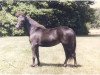 broodmare Fallen Ash Farms National Velvet (American Miniature Horse, 1983)