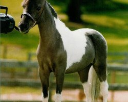 Deckhengst Fallen Ash Scouts Velvet Legacy (American Miniature Horse,  , von L&D Scout)