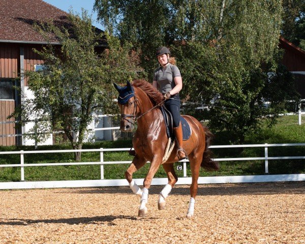 dressage horse Rubinet F (Hanoverian, 2016, from Rock Springs)