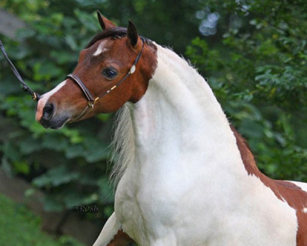 broodmare Fallen Ash Scouts Bit of Beauty (American Miniature Horse, 1997, from L&D Scout)