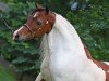 Zuchtstute Fallen Ash Scouts Bit of Beauty (American Miniature Horse, 1997, von L&D Scout)