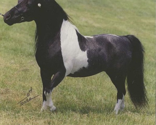 stallion L&D Scout (American Miniature Horse, 1981, from Orion Light van't Huttenest)