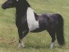 Deckhengst L&D Scout (American Miniature Horse, 1981, von Orion Light van't Huttenest)