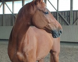 dressage horse Infinithy (Bavarian, 2008, from In Flagranti)