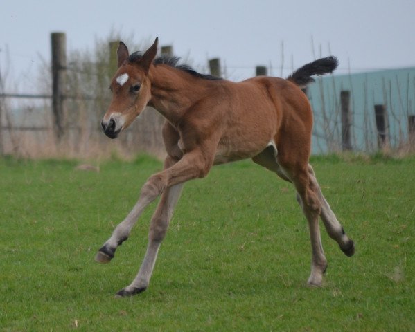 Springpferd Baloubelle 7 (Westfale, 2017, von Balous Bellini)