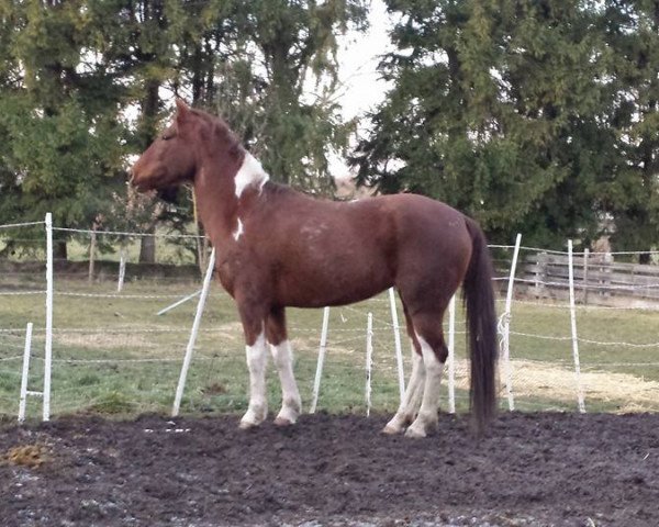 dressage horse Bambi 4 (Quarter Horse, 2005, from Samenco I B)