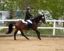 dressage horse Da Capo 232 (German Riding Pony, 2007, from Dagestino)