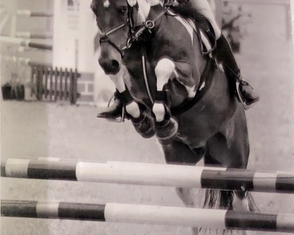 Dressurpferd Sunshine Diabolo (unbekannt, 2005)