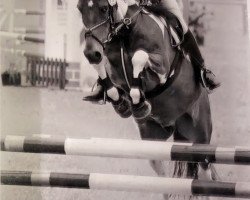 dressage horse Sunshine Diabolo (unknown, 2005)