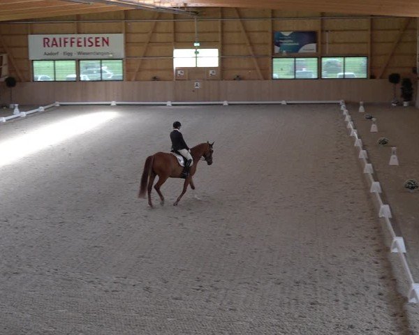 Reitturnier Aadorf 2025