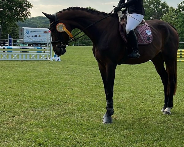 broodmare Wildberry Lillet (Westphalian, 2020, from Le Vivaldi II)