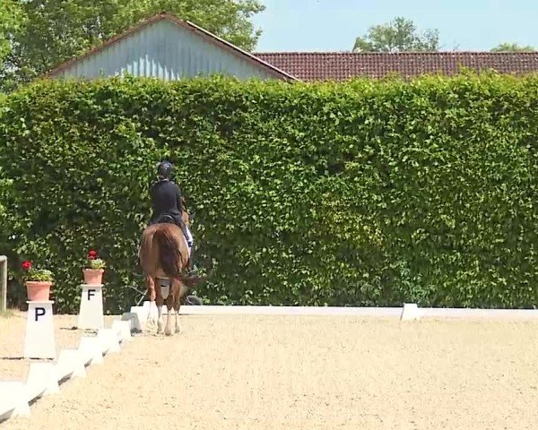 Reitturnier Notzing/Obb. 2025