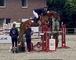 jumper Cassaltina (Hanoverian, 2017, from Casallco)