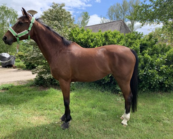 horse Cambridge (KWPN (Royal Dutch Sporthorse), 2007, from Vittorio)