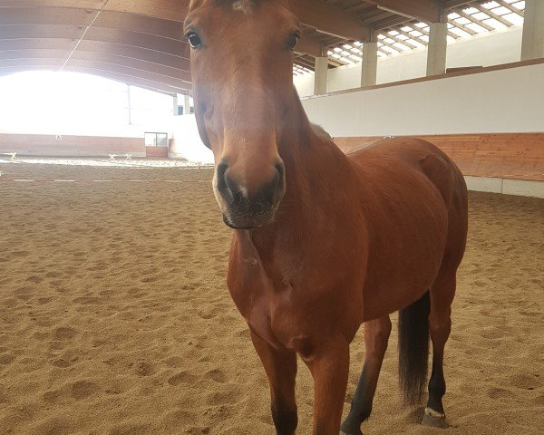 Springpferd Fairytale (Westfale, 2011, von A Lee Spring Power)