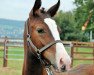 dressage horse Latino (Hanoverian, 2006, from Lancet 2)