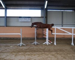 horse Warkando (Hanoverian, 2012, from Windgraf)