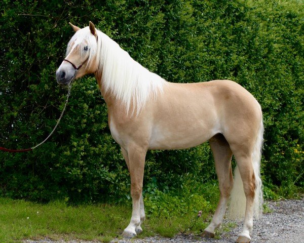 horse Champagne (Haflinger, 2022, from Bablo)