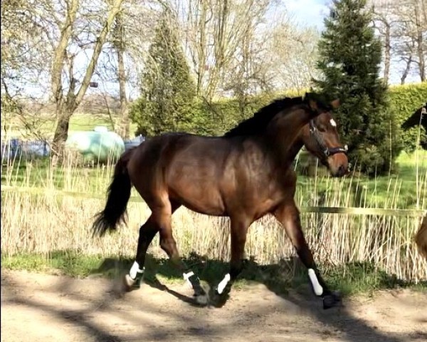 jumper Dicatcho (Holsteiner, 2018, from Diamar)