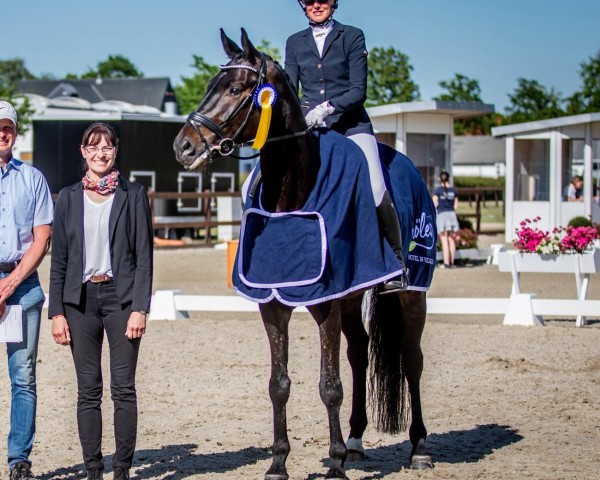 dressage horse Simply Simon 4 (Austrian Warmblood, 2019, from Sandro Hit)