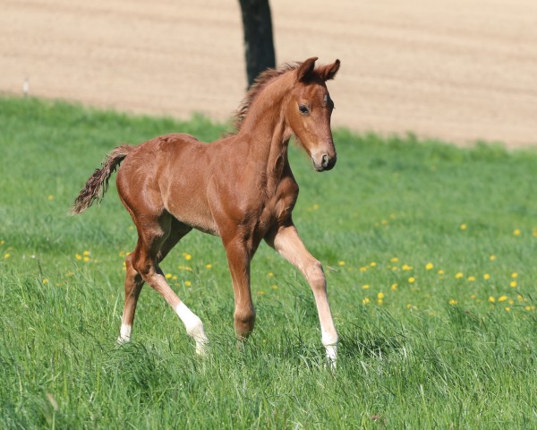 foal by Van Strengberg (Old Austrian Warmblood, 2025, from Vitalis)