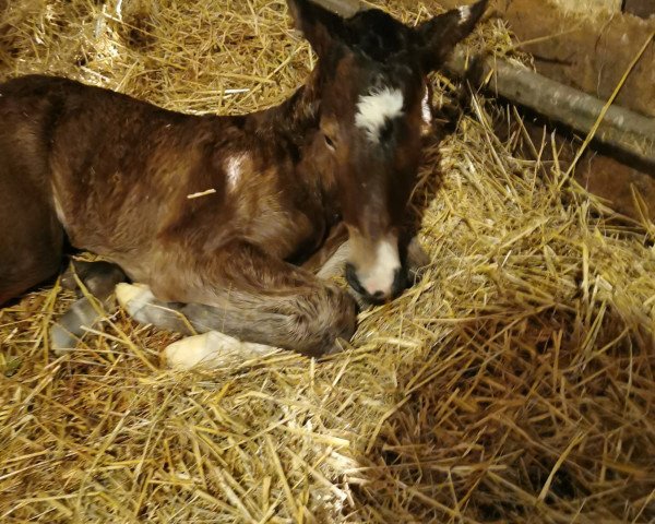 jumper Chepettka (German Warmblood, 2021, from Ab 19 Chepetto)