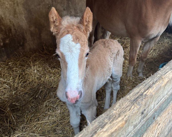 foal by Wolfram (Haflinger, 2025, from Wolfgang)