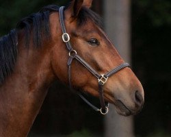 Springpferd Navaloup (Mecklenburger, 2018, von Nekton)