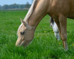 Dressurpferd Zijlstra's Lissy (Nederlands Rijpaarden en Pony, 2016, von Desperado)