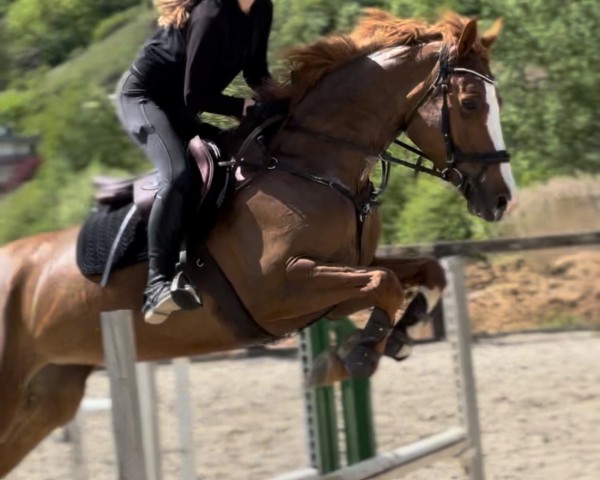 jumper Ortigia (Danish Warmblood, 2018, from Balou)