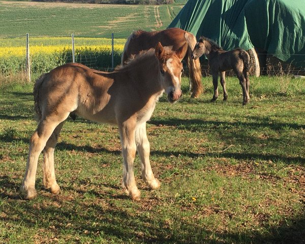 Pferd Palatinates Alfred (Pfalz-Ardenner Kaltblut, 2021)