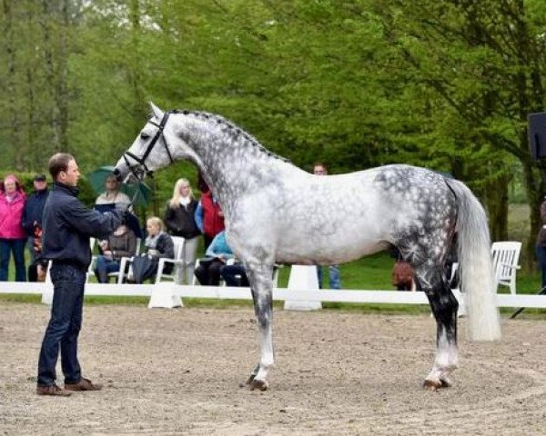 stallion Fairbanks (Oldenburg, 2007, from Flemmingh)