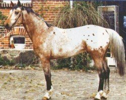 Pferd Baykal (Deutsches Reitpferd, 1999, von Beau Bukiet)