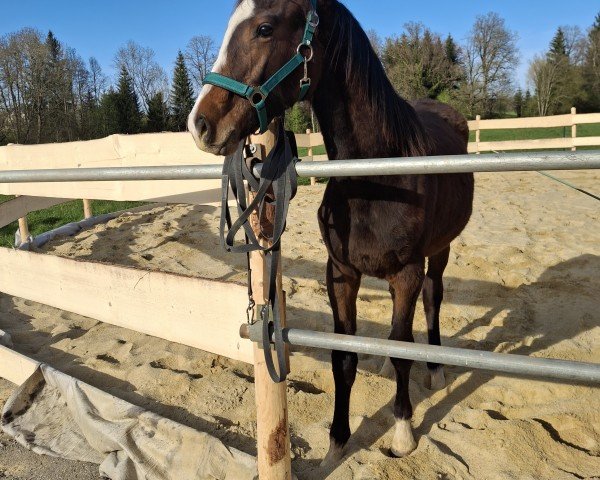 jumper Con Charmeur von der Reutemühle (German Sport Horse, 2024, from Chubakko)