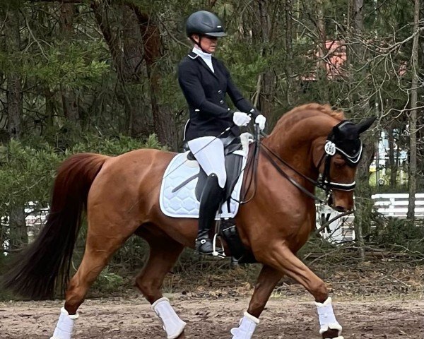 dressage horse Lord Ludwig 17 (German Sport Horse, 2012, from Lord Fantastic)