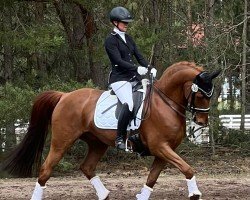 dressage horse Lord Ludwig 17 (German Sport Horse, 2012, from Lord Fantastic)