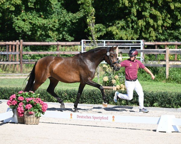 broodmare La Jolie 94 (German Sport Horse, 2020, from Lord Leopold 7)