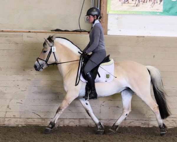 broodmare Kalinda (Fjord Horse, 2016, from Kalusha)