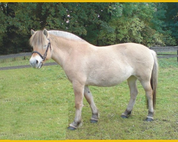 broodmare Orlissa (Fjord Horse, 2002, from Orlandos)