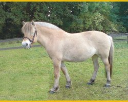 Zuchtstute Orlissa (Fjordpferd, 2002, von Orlandos)