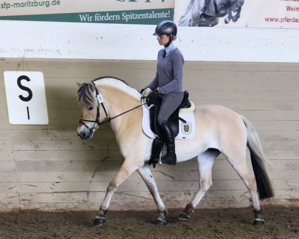 broodmare Sarina (Fjord Horse, 2016, from Sjölv)