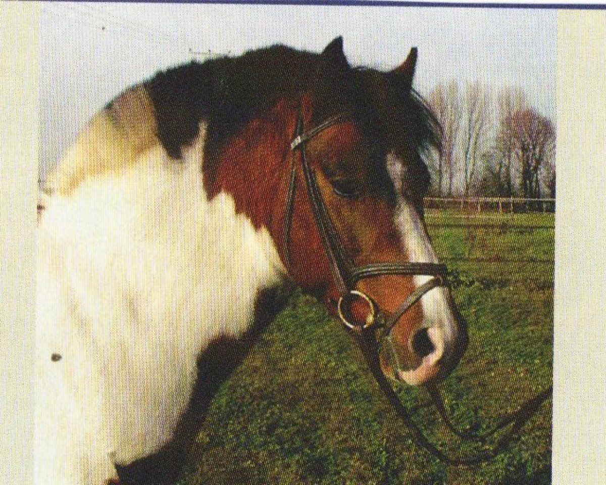 stallion Sound of Silence (Lewitzer, 1995, from Graveur)