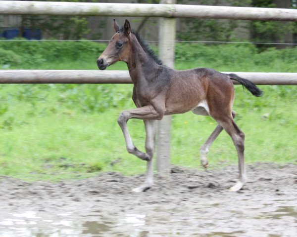 dressage horse Beautiful Day (Oldenburg, 2021, from Bonds)