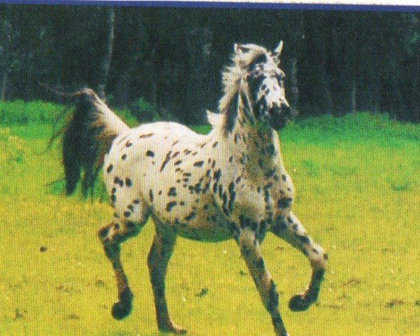 stallion Uriel (Knabstrupper, 2000, from Ursus af Norholm)