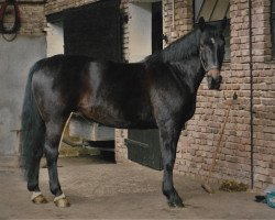 broodmare Galieciea (Hanoverian, 1973, from Gralsritter)