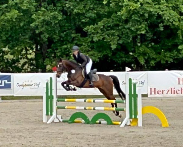jumper All I need SH (Hanoverian, 2020, from Asagao xx)